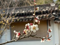 -杭州植物园