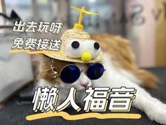 -车接车送·寄养洗护·德文猫舍(大宁店)