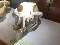 -河南自然博物馆