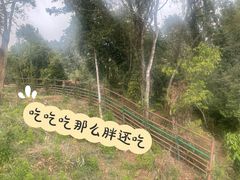 -野象谷景区