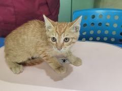 -瑞派申生动物医院·24H夜诊·国际动物医疗中心·骨外科(吴中路店)