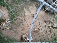 -西霞口神雕山野生动物世界