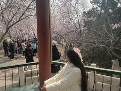 -桃花堤公园