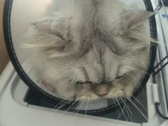 -博特宠物医院24h犬猫全科.骨科·异宠