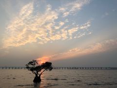 -宝安西湾红树林湿地公园