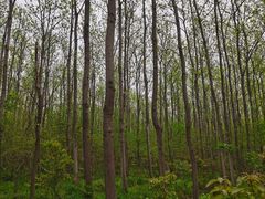 -合肥滨湖国家森林公园