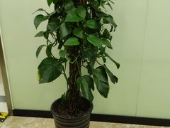 -茂菊口腔连锁(浦东南路店)