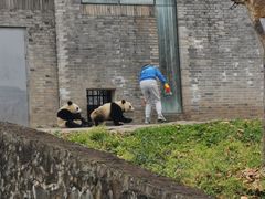 -都江堰中华大熊猫苑