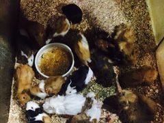 -上海大自然野生昆虫馆