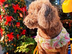 -爱侣宠医·鹦鹉专科·小型哺乳类·异宠专科(灵石路店)