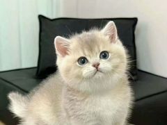 -猫十亿·布偶金渐层·曼基康矮脚猫舍(青年路店)