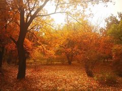 -国家植物园南园