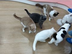 -1013 PET SHOP 宠物商店(近铁城市广场店)