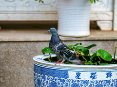 -皇罗禅寺