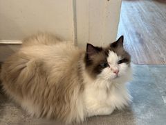 -楼上猫咖(罗湖店)