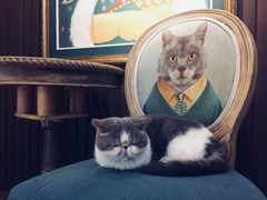 -more than meow吴止猫主题餐厅(承德 中船汇店)