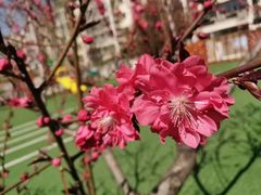 -爱彼格林珑悦幼儿园