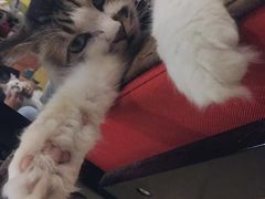 -万小咖.猫咖(中山路天虹店)