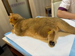 -宠爱国际动物医院·消化内科·心肾内科·ISFM猫友好(望京店)
