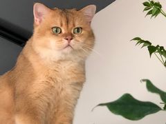 -东方名猫馆·英短金渐层布偶猫舍(环线广场1号楼店)