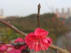 -重庆彩云湖湿地公园