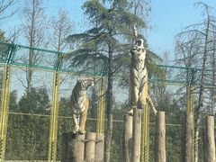 -上海野生动物园