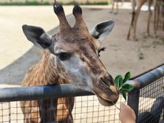 -泉州海丝野生动物世界