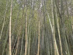 -沣峪森林公园龙潭戏水景区
