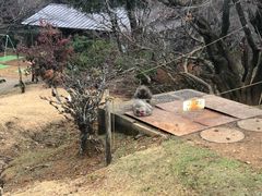 -岚山猴子公园