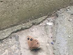 -黄花溪