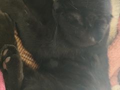 -平行世界·猫咖(首经贸店)