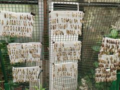 -上海大自然野生昆虫馆(东方明珠·爬宠昆虫探索中心)