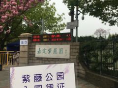 -嘉定紫藤园