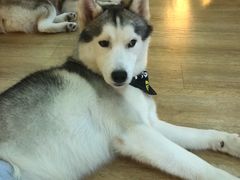 -Husky Go! 哈士奇体验馆·宠物咖啡厅狗咖
