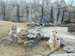 -北京野生动物园