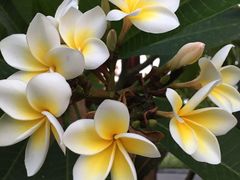 -西双版纳融创皇冠假日度假酒店