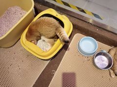 -大型宠物商超·宠海王国·宠物猫狗活体·用品·美容(新世界百货重庆店)