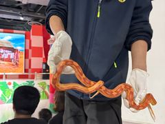 -上海大自然野生昆虫馆(东方明珠·爬宠昆虫探索中心)