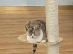 -猫冇咖·家门口的撸猫馆(大融城店)