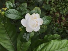 -松山湖梦幻百花洲