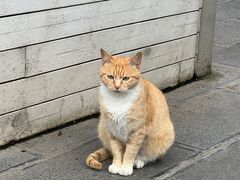 -知亘茶食