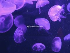 -悉尼海洋生物水族馆