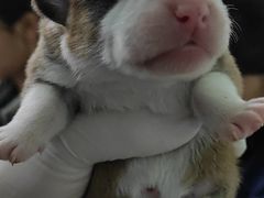 -佳雯宠物医院(金华南路分院)