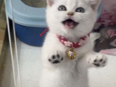 -糯米喵星人总部直营旗舰店·猫舍·幼猫出售