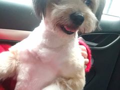 -犬也宠物造型(恒茂国际都会商业街店)