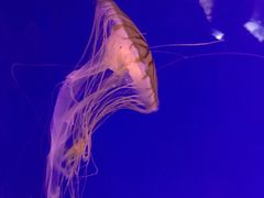 -迪拜水族馆及水下动物园
