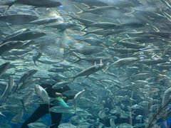 -上海海洋水族馆