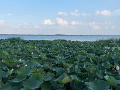 -七的湖·晚芳亭·阳澄湖农家菜·大闸蟹(莲花岛店)