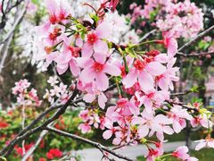 -文华公园(禅城区)