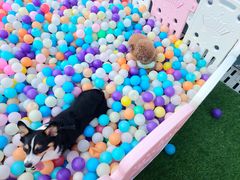 -汪说喵讲宠物乐园宠物酒店(红星美凯龙店)